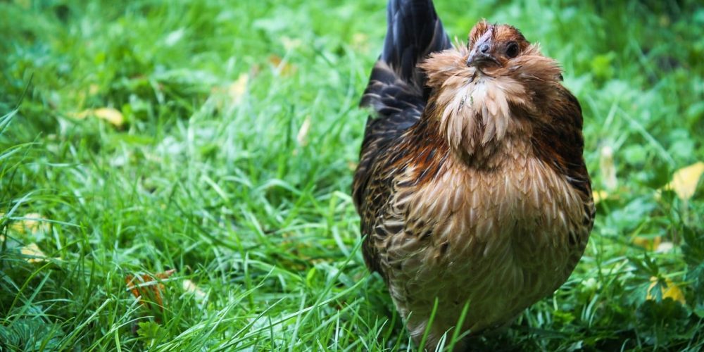 Les certifications et labels pour les élevages de poulets.