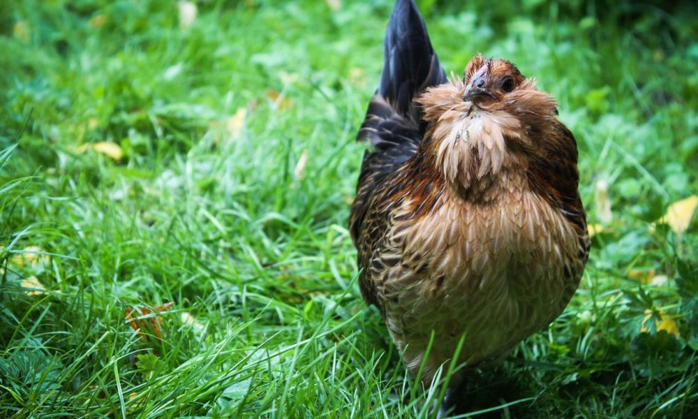 Les certifications et labels pour les élevages de poulets.