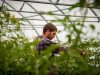 Entretien des tomates
