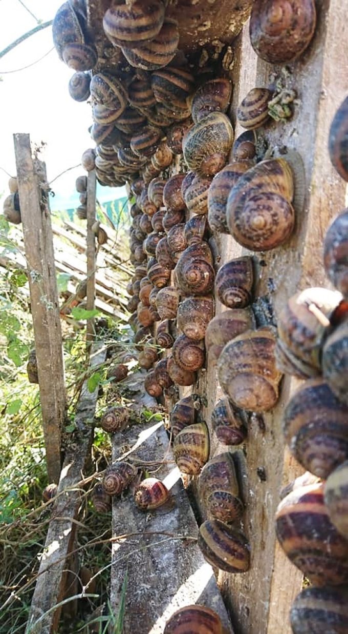 Kerhelix - escargots