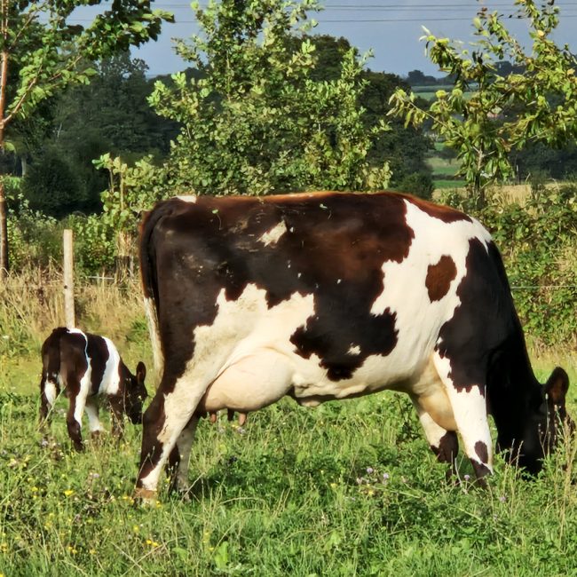 La Ferme du Grand Pâtis