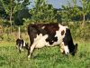 La Ferme du Grand Pâtis
