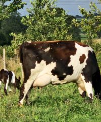 La Ferme du Grand Pâtis