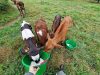 La Ferme du Grand Pâtis - veaux de lat
