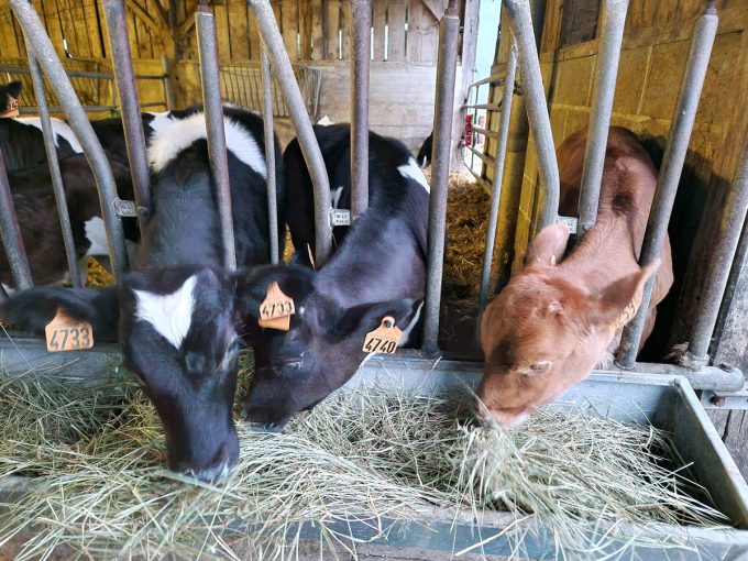 La Ferme du Grand Pâtis - herbe et foin