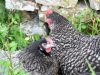Poules et volailles