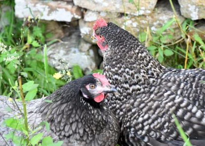 Poules et volailles