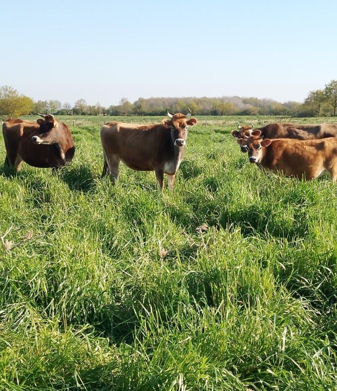 Vache de plein air