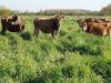 Vache de plein air