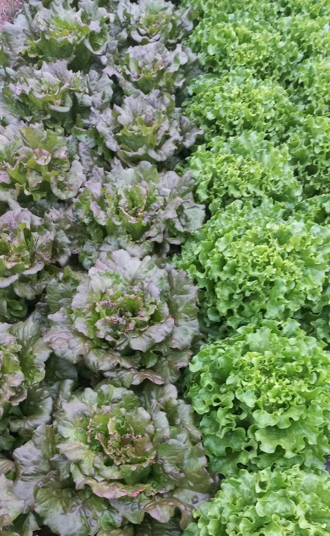 La Ferme de l'Abondance - salades