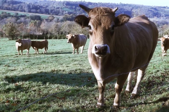 Ferme d'Aubrac de Saint Thurien - Aubrac