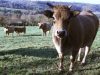 Ferme d'Aubrac de Saint Thurien - Aubrac