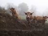 Ferme d'Aubrac de Saint Thurien - troupeau d'Aubrac