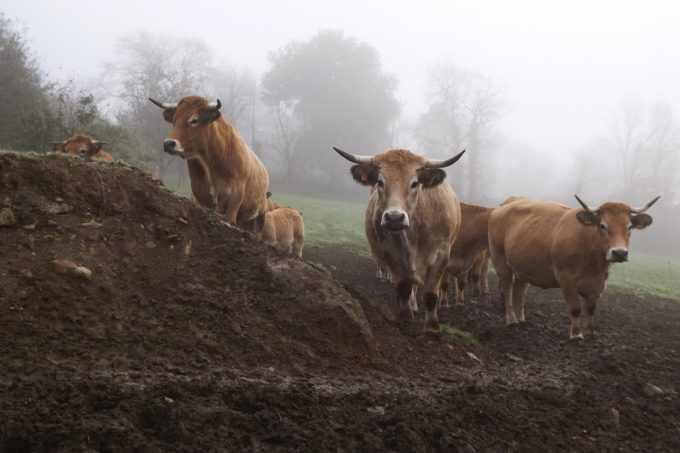 Ferme d'Aubrac de Saint Thurien - troupeau d'Aubrac