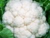 Ferme Benaise - chou fleur
