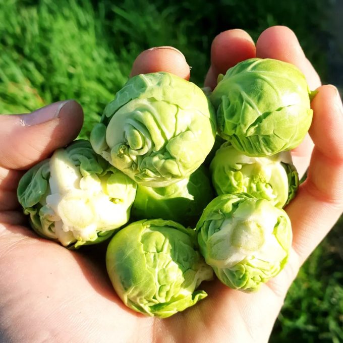 Ferme Benaise - choux de Bruxelles