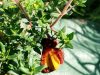 Ferme Benaise - papillon