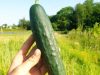 Ferme Benaise - concombre