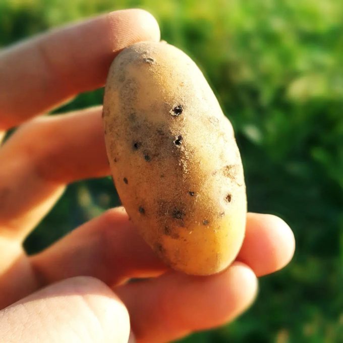 Ferme Benaise - pomme de terre