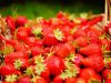 La Ferme Bio de Lintever - fraises