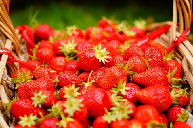 La Ferme Bio de Lintever - fraises