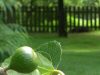 La Ferme Bio de Lintever - figues
