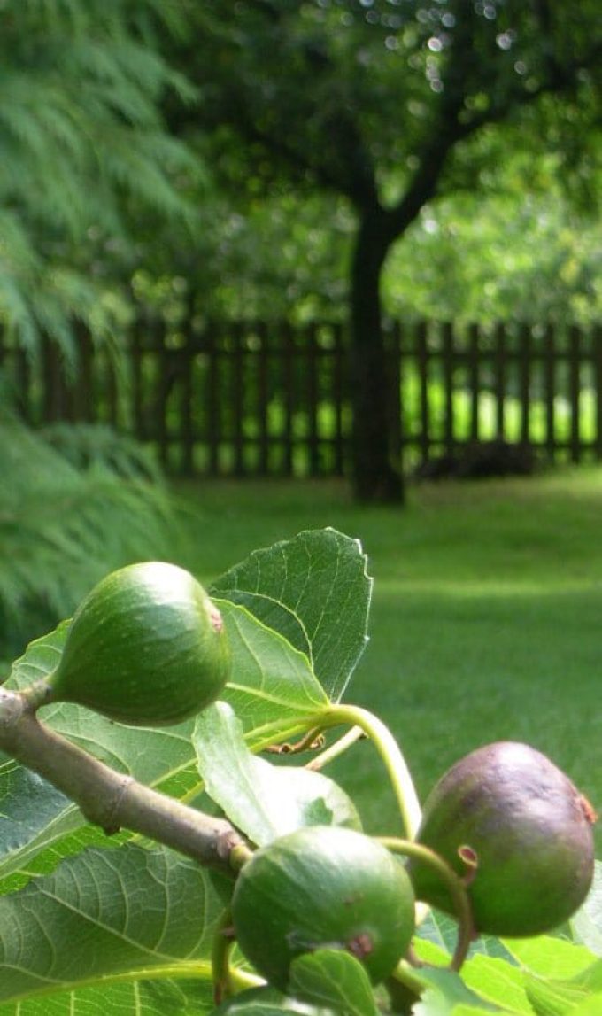 La Ferme Bio de Lintever - figues