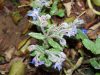 La Ferme Bio de Lintever - aromatiques