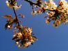 La Ferme Bio de Lintever - fruitiers en fleurs