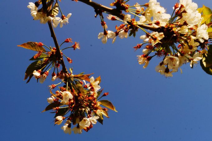 La Ferme Bio de Lintever - fruitiers en fleurs
