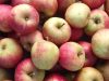 Ferme bio de Suscinio - pommes bio