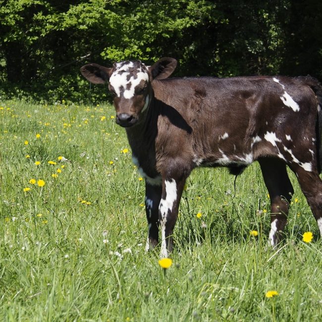 La Ferme des Bons Enfants