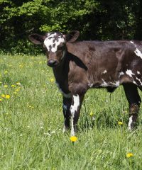 La Ferme des Bons Enfants