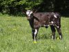 La Ferme des Bons Enfants