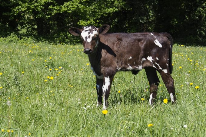 La Ferme des Bons Enfants