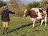 La Ferme des Bons Enfants - Virginie et sa vache