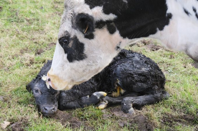 La Ferme des Bons Enfants - veau et sa mère