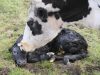 La Ferme des Bons Enfants - veau et sa mère