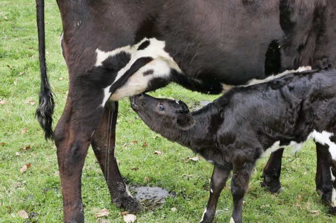 La Ferme des Bons Enfants - veau qui tète