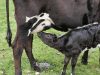 La Ferme des Bons Enfants - veau qui tète
