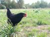 La Ferme de Bréhon - poules Noirans