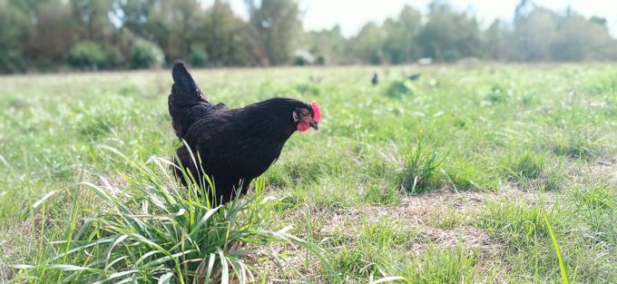 La Ferme de Bréhon - poules Noirans