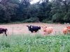 La Ferme de Bréhon - voisines