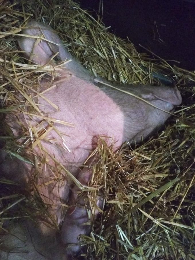 Bébé caché