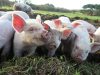 Ferme de Brénature