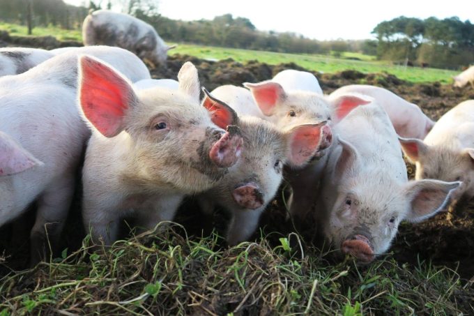 Ferme de Brénature