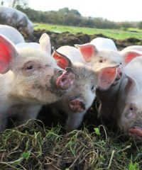 Ferme de Brénature