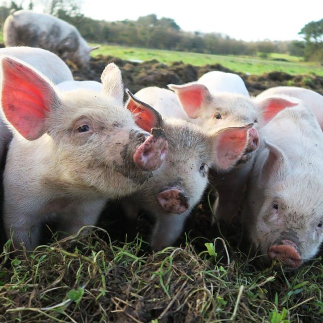 Ferme de Brénature