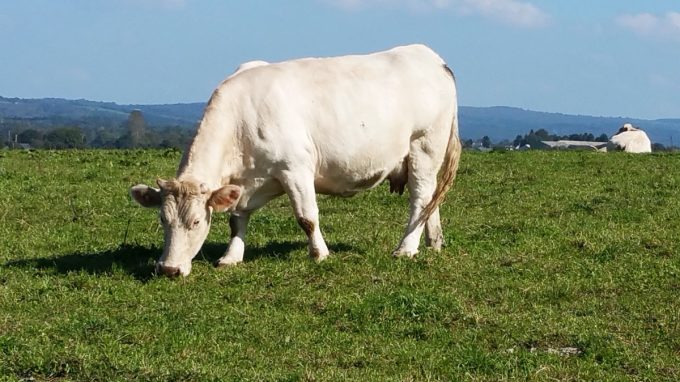 Ferme de Breneben - Boeuf Charolais Label Rouge