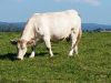 Ferme de Breneben - Boeuf Charolais Label Rouge